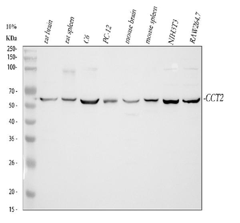 TCP1 beta/CCT2 Antibody