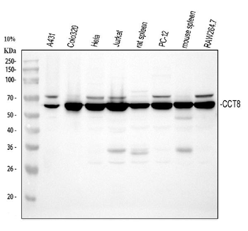 TCP1 theta/CCT8 Antibody
