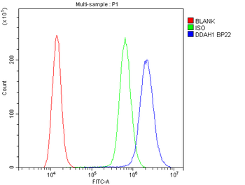 DDAH1 Rabbit Polyclonal Antibody