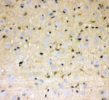 DDAH1 Rabbit Polyclonal Antibody