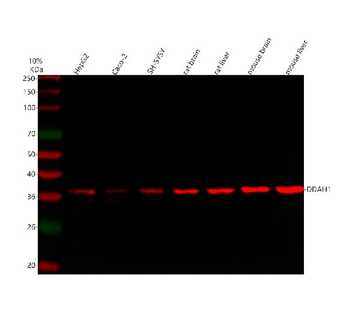DDAH1 Rabbit Polyclonal Antibody
