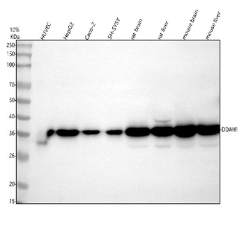 DDAH1 Rabbit Polyclonal Antibody