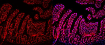 HMGB2 Rabbit Polyclonal Antibody