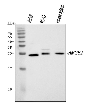 HMGB2 Rabbit Polyclonal Antibody
