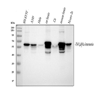 Alpha Internexin/INA Rabbit Polyclonal Antibody
