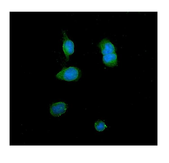 ITLN1 Rabbit Polyclonal Antibody