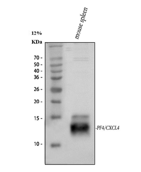 PF4 Rabbit Polyclonal Antibody