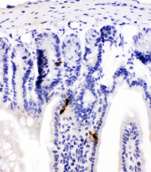 Peptide YY/PYY Rabbit Polyclonal Antibody
