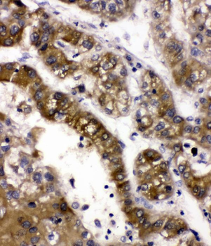 Alcohol dehydrogenase class-3 ADH5 Rabbit Polyclonal Antibody