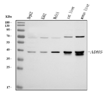 Alcohol dehydrogenase class-3 ADH5 Rabbit Polyclonal Antibody