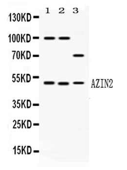 L-Arginine decarboxylase/AZIN2 Rabbit Polyclonal Antibody