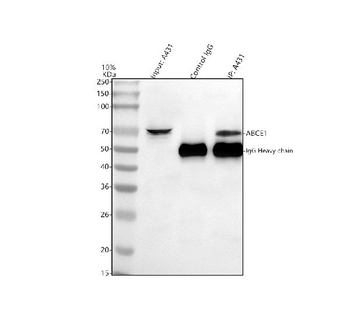 ABCE1 Antibody