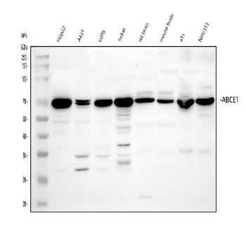 ABCE1 Antibody