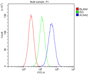 ACAA2 Rabbit Polyclonal Antibody