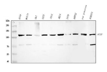 ATP citrate lyase/ACLY Antibody