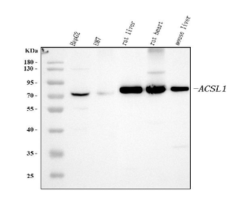ACSL1 Rabbit Polyclonal Antibody