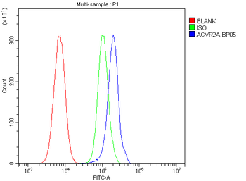 Activin Receptor Type IIA/ACVR2A Antibody