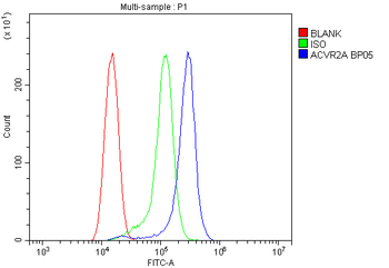 Activin Receptor Type IIA/ACVR2A Antibody