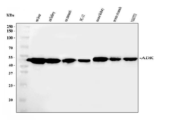 ADK Rabbit Polyclonal Antibody