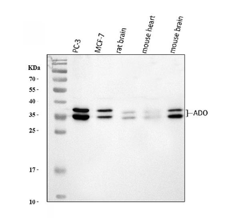 ADO Rabbit Polyclonal Antibody
