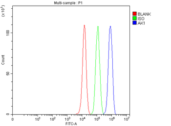 Adenylate Kinase 1/AK1 Antibody