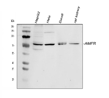 AMFR Rabbit Polyclonal Antibody