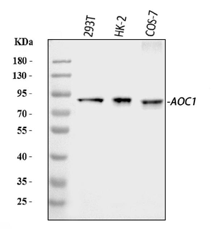 ABP1/AOC1 Rabbit Polyclonal Antibody