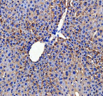 Apolipoprotein CIII/APOC3 Rabbit Polyclonal Antibody