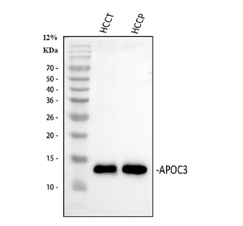 Apolipoprotein CIII/APOC3 Rabbit Polyclonal Antibody