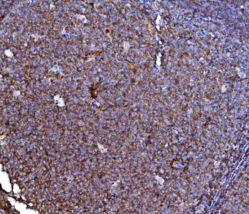 CD40 Rabbit Polyclonal Antibody