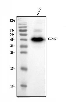 CD40 Rabbit Polyclonal Antibody