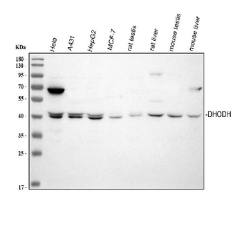 DHODH Rabbit Polyclonal Antibody