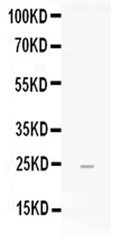 FGF19 Antibody