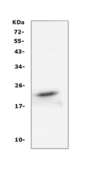 FGF21 Antibody