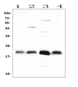 FGF21 Antibody