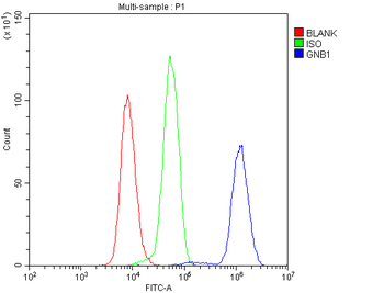 GNB1 Rabbit Polyclonal Antibody