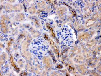 GNB1 Rabbit Polyclonal Antibody