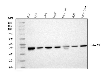 LDHA Antibody