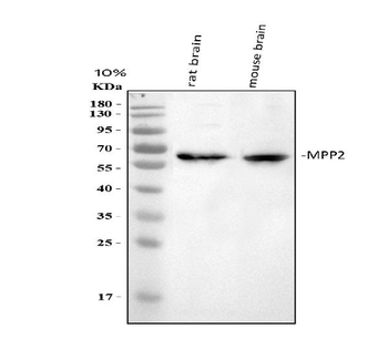 MPP2 Rabbit Polyclonal Antibody