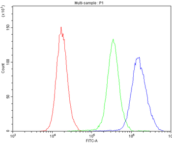 NFIA Rabbit Polyclonal Antibody