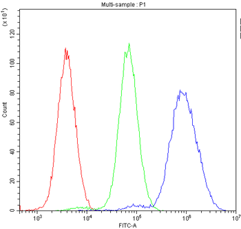 NFIA Rabbit Polyclonal Antibody