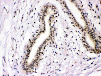 NFIA Rabbit Polyclonal Antibody