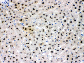 NFIA Rabbit Polyclonal Antibody