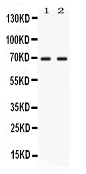 NFIA Rabbit Polyclonal Antibody