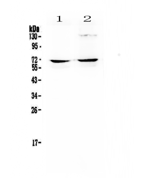 NFIA Rabbit Polyclonal Antibody