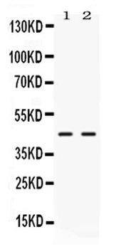 NR2F6 Rabbit Polyclonal Antibody