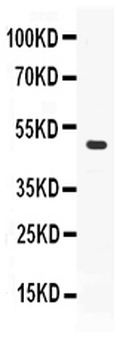 ADFP/PLIN2 Rabbit Polyclonal Antibody