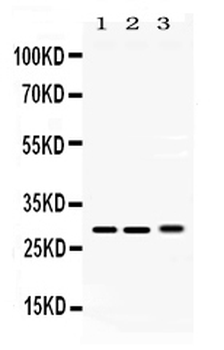 Proteasome 20S alpha 3/PSMA3 Rabbit Polyclonal Antibody