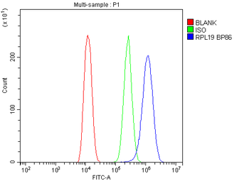 RPL19 Rabbit Polyclonal Antibody