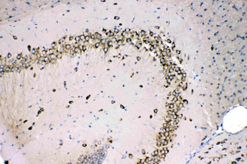 MPS1/RPS27 Rabbit Polyclonal Antibody